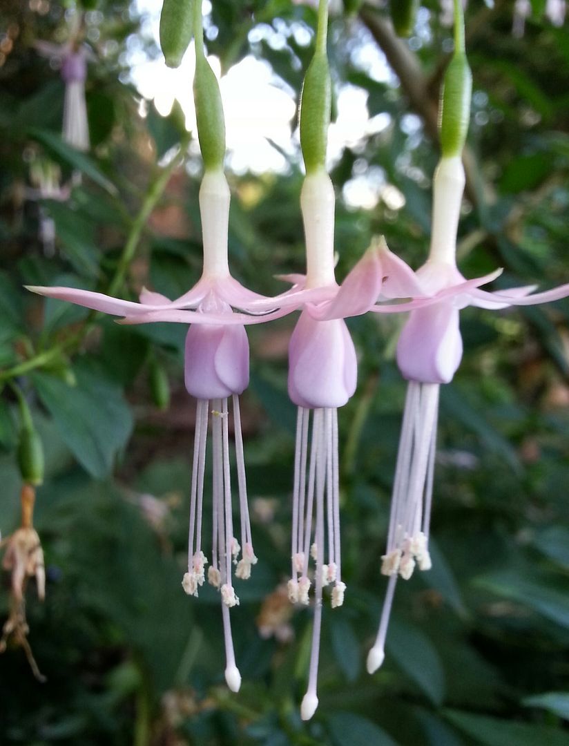  photo 20140925_161220-1_zpscrf0iiza.jpg